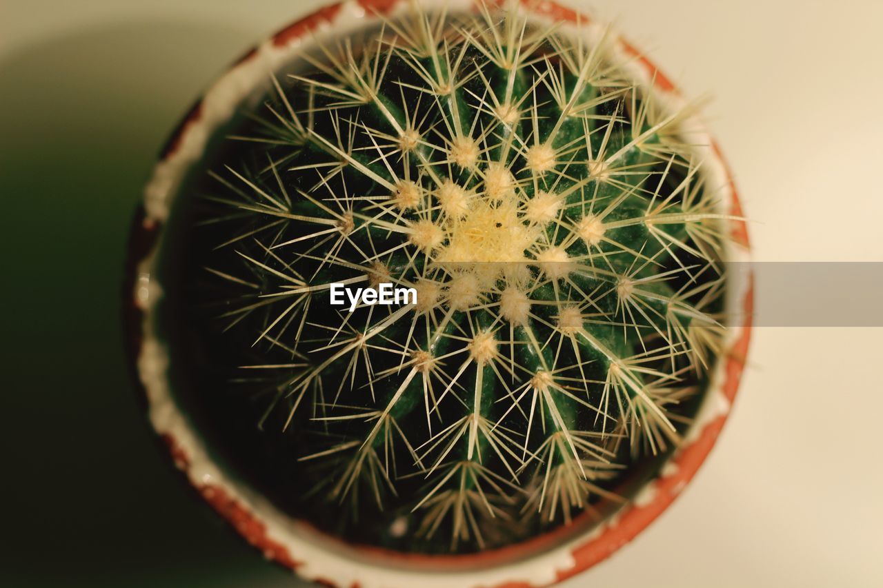 DIRECTLY ABOVE SHOT OF CACTUS IN CONTAINER