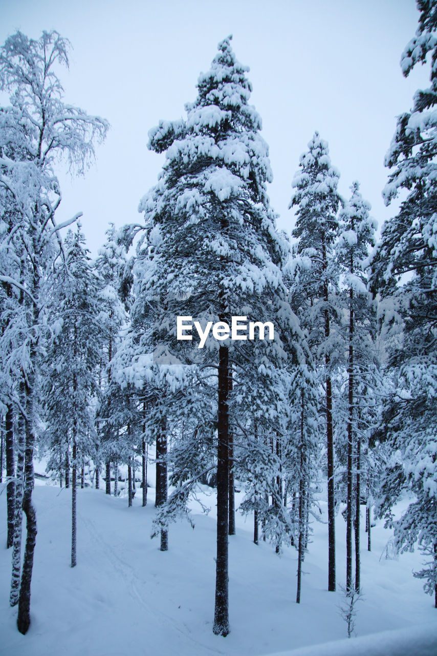 Trees on snow covered land against sky