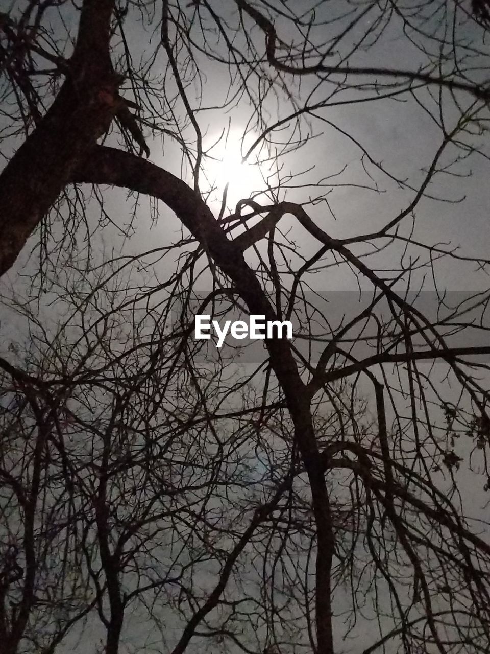 LOW ANGLE VIEW OF BARE TREES AGAINST SKY