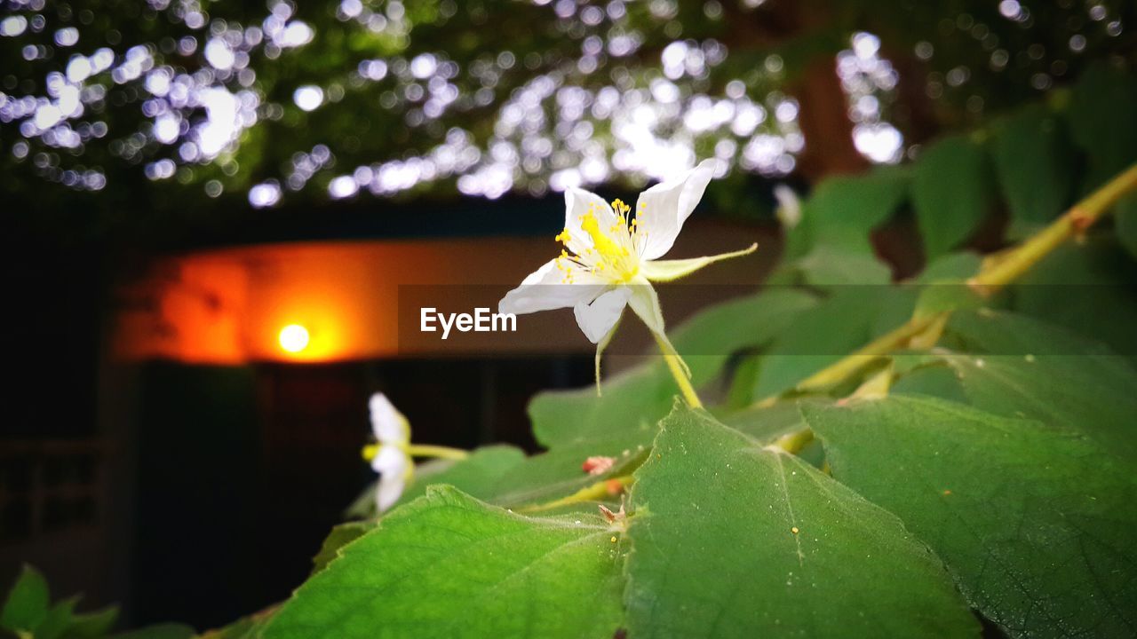 CLOSE-UP OF FLOWERS BLOOMING OUTDOORS