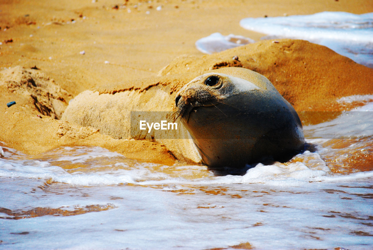 View of elephant seal