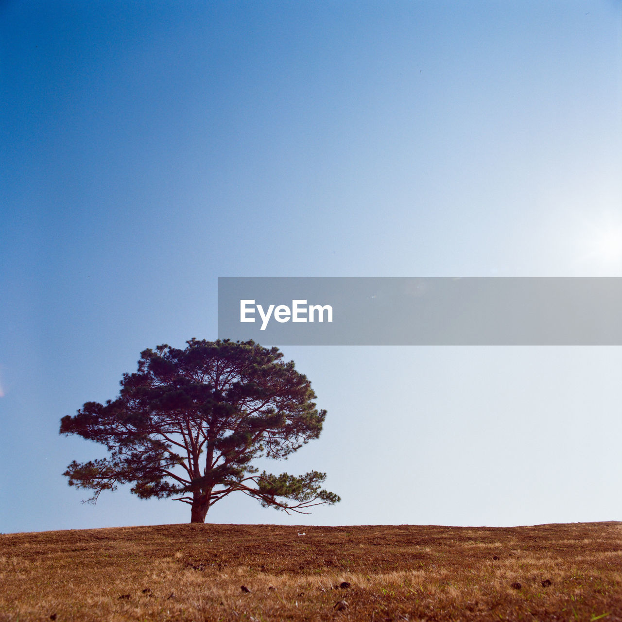 LONE TREE ON FIELD AGAINST CLEAR SKY