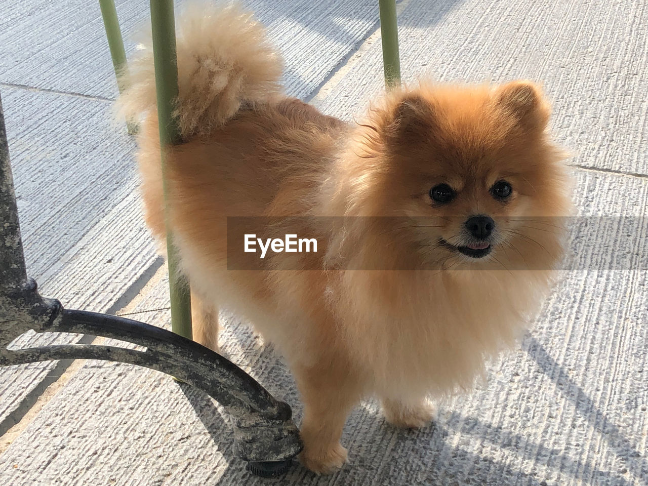 HIGH ANGLE VIEW OF PORTRAIT OF DOG ON FLOOR