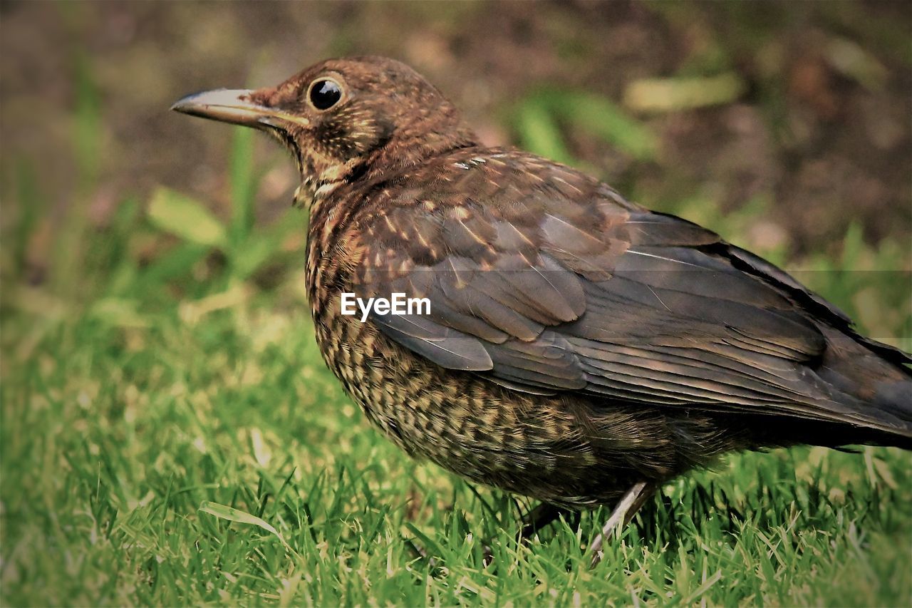 Close-up of bird perching on field