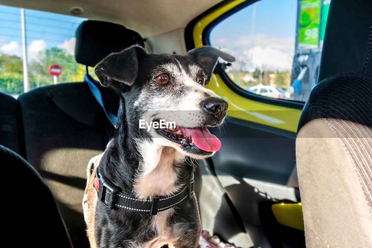 Close-up of a dog in car