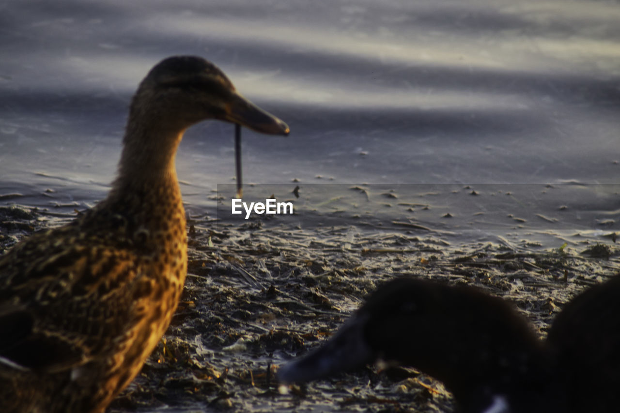 VIEW OF BIRD ON BEACH