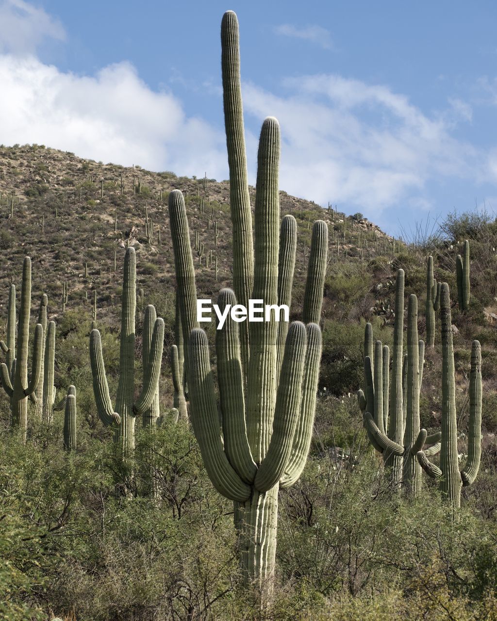 cactus, succulent plant, saguaro cactus, plant, nature, land, sky, desert, growth, san pedro cactus, no people, environment, scenics - nature, flower, cloud, field, landscape, beauty in nature, outdoors, day, tranquility, arid climate, non-urban scene, semi-arid