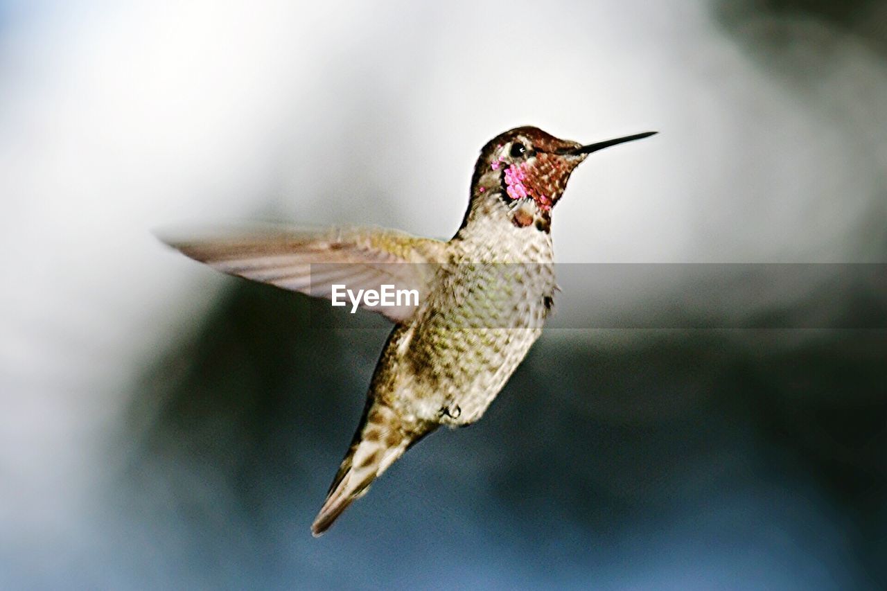 Close-up of hummingbird flying outdoors