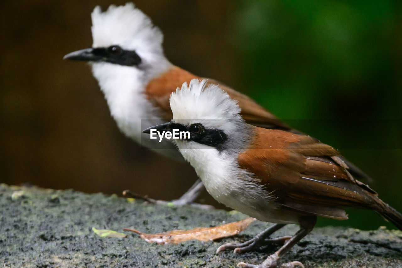 animal themes, bird, animal, animal wildlife, wildlife, beak, one animal, nature, full length, no people, animal body part, close-up, outdoors, multi colored, flying, songbird, side view, focus on foreground, day