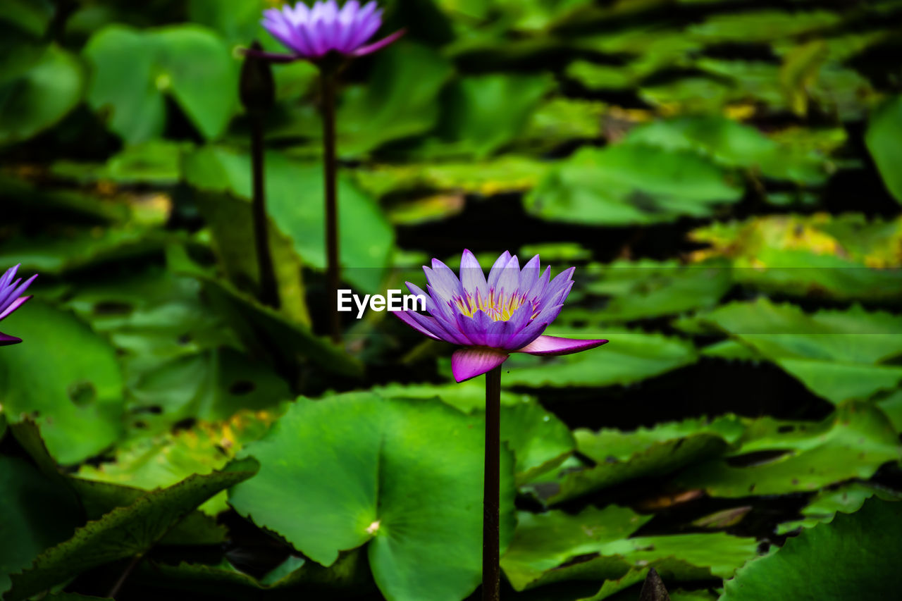 CLOSE-UP OF PURPLE WATER LILY