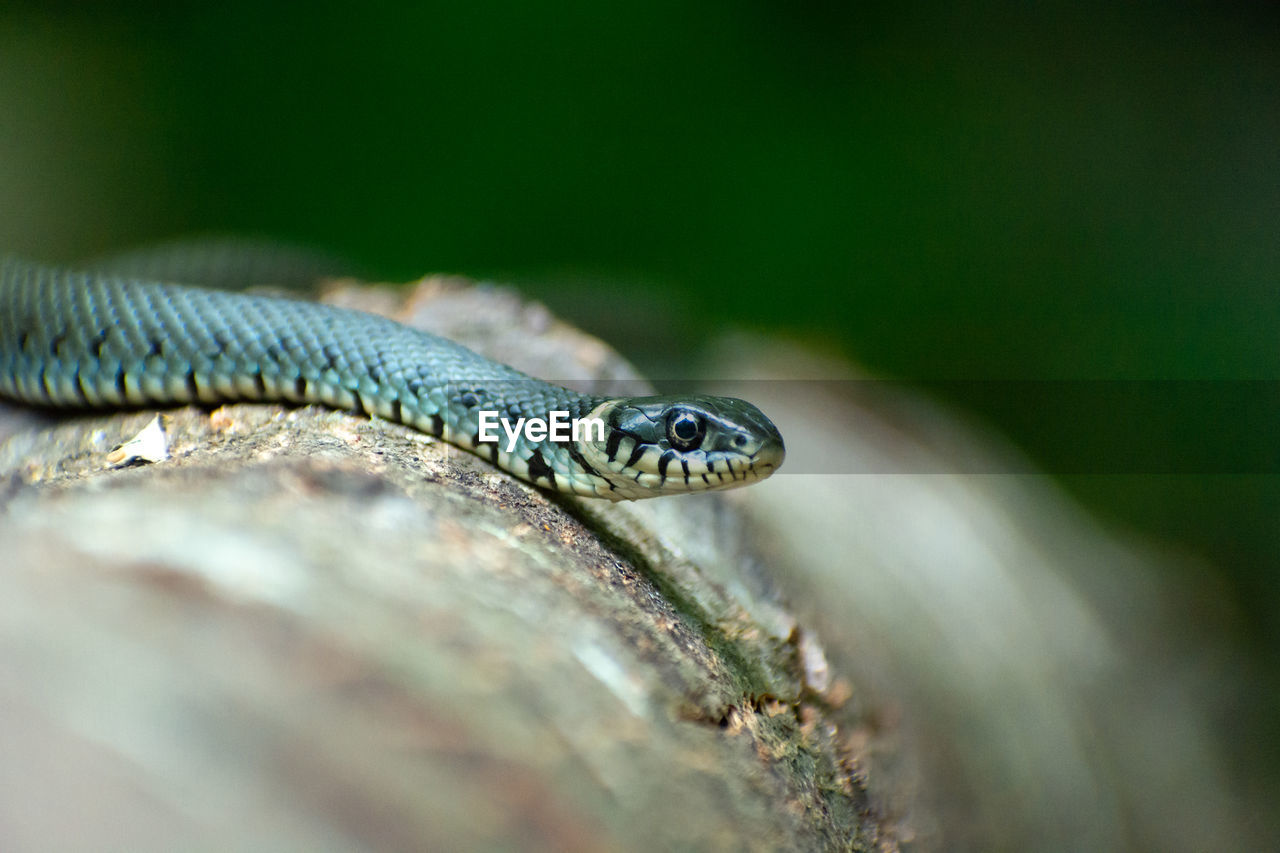 A grass snake lying on a tree trunk, summer view