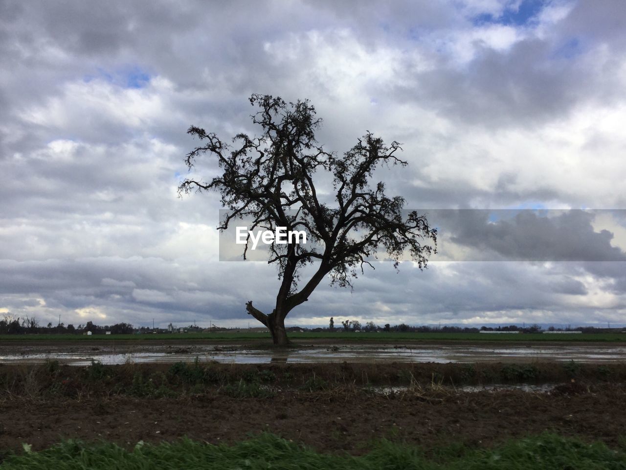 TREE IN FIELD AGAINST SKY