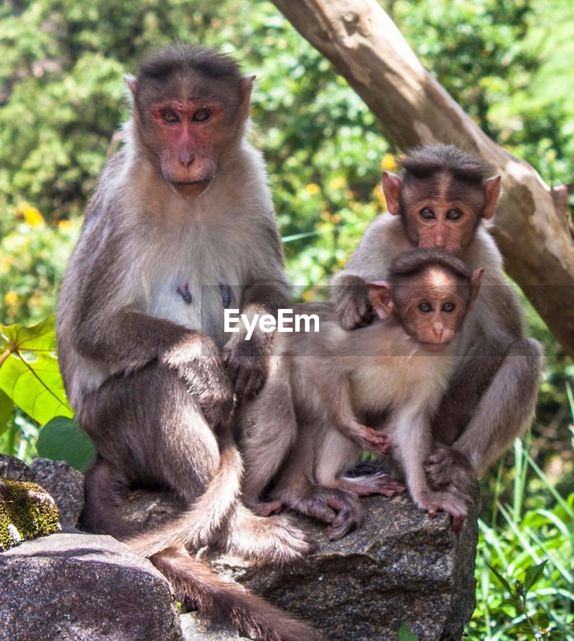 Portrait of monkeys sitting on rock