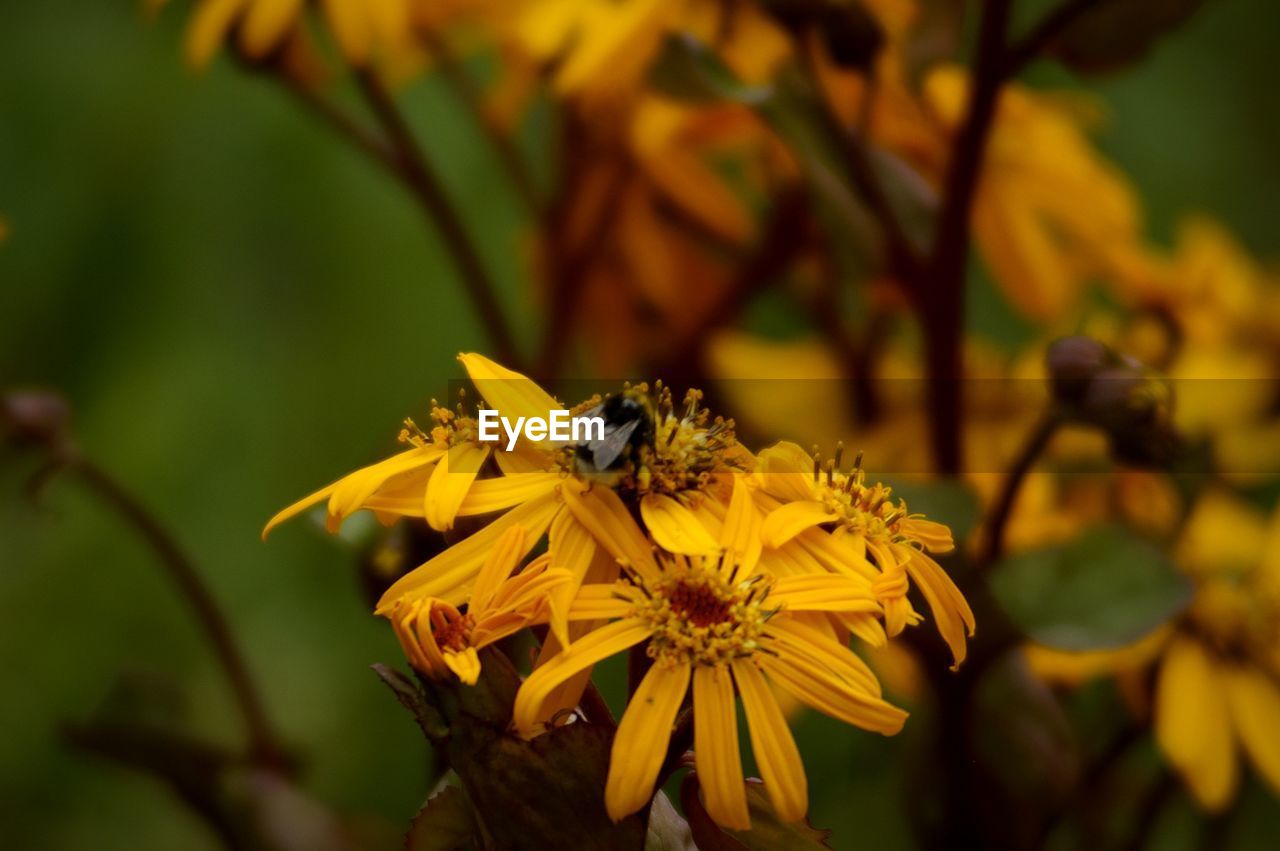 Close-up of bee pollinating on yellow flower