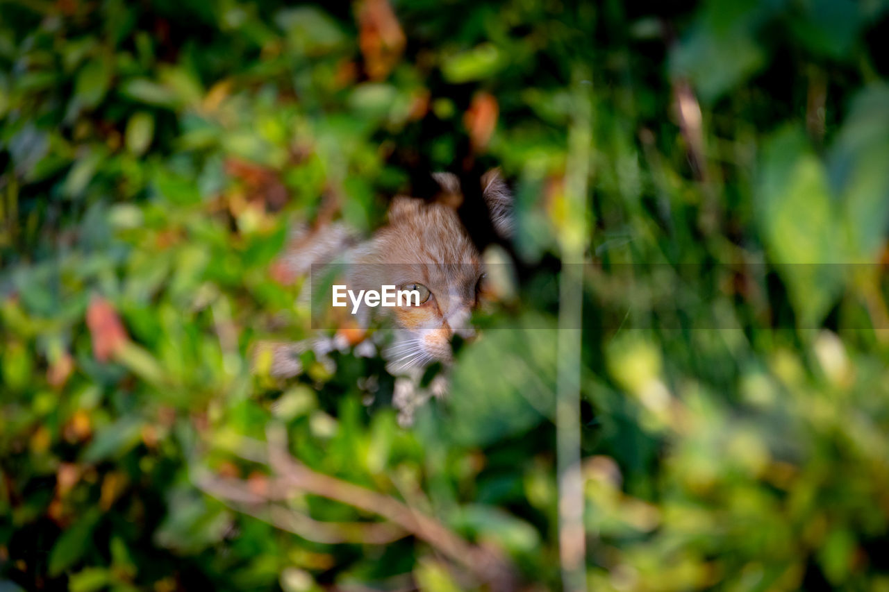 PORTRAIT OF CAT IN A PLANT