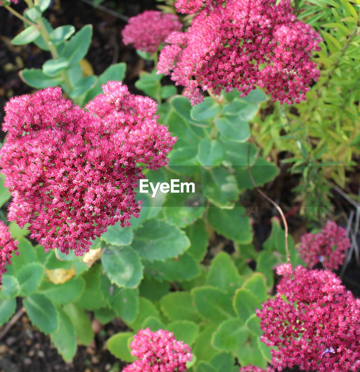 High angle view of pink flowers blooming in park