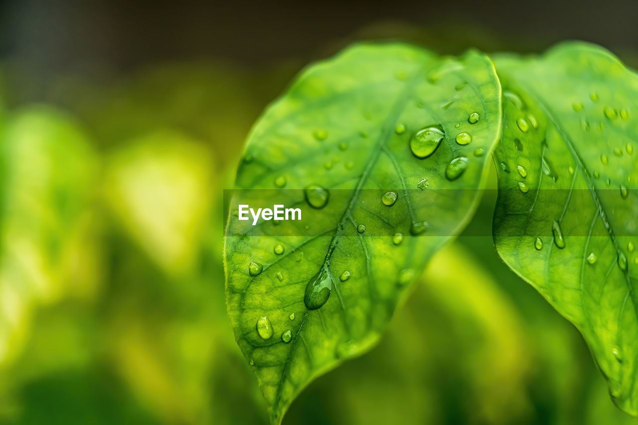 Close-up of raindrops on leaves