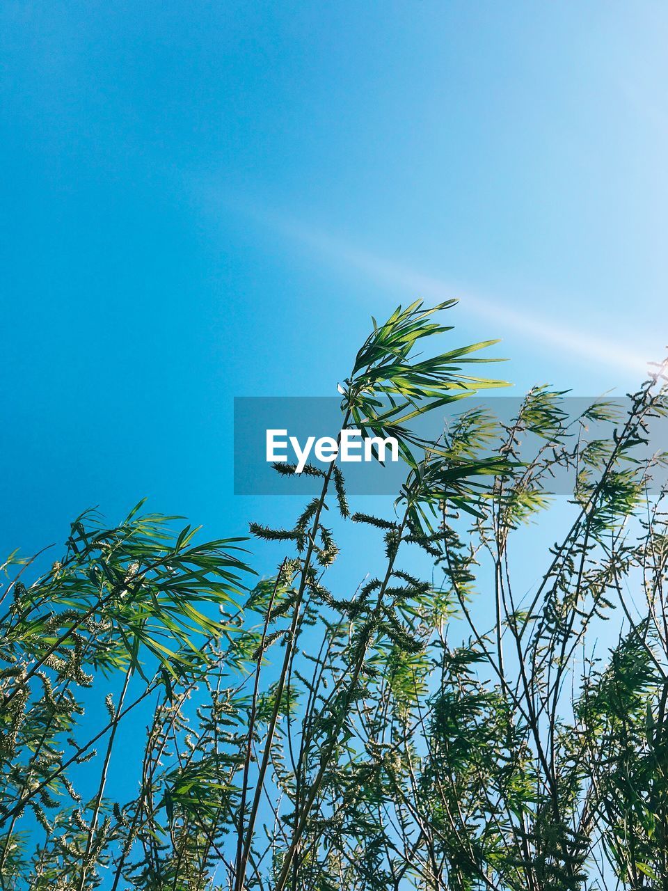 LOW ANGLE VIEW OF TREES AGAINST CLEAR BLUE SKY