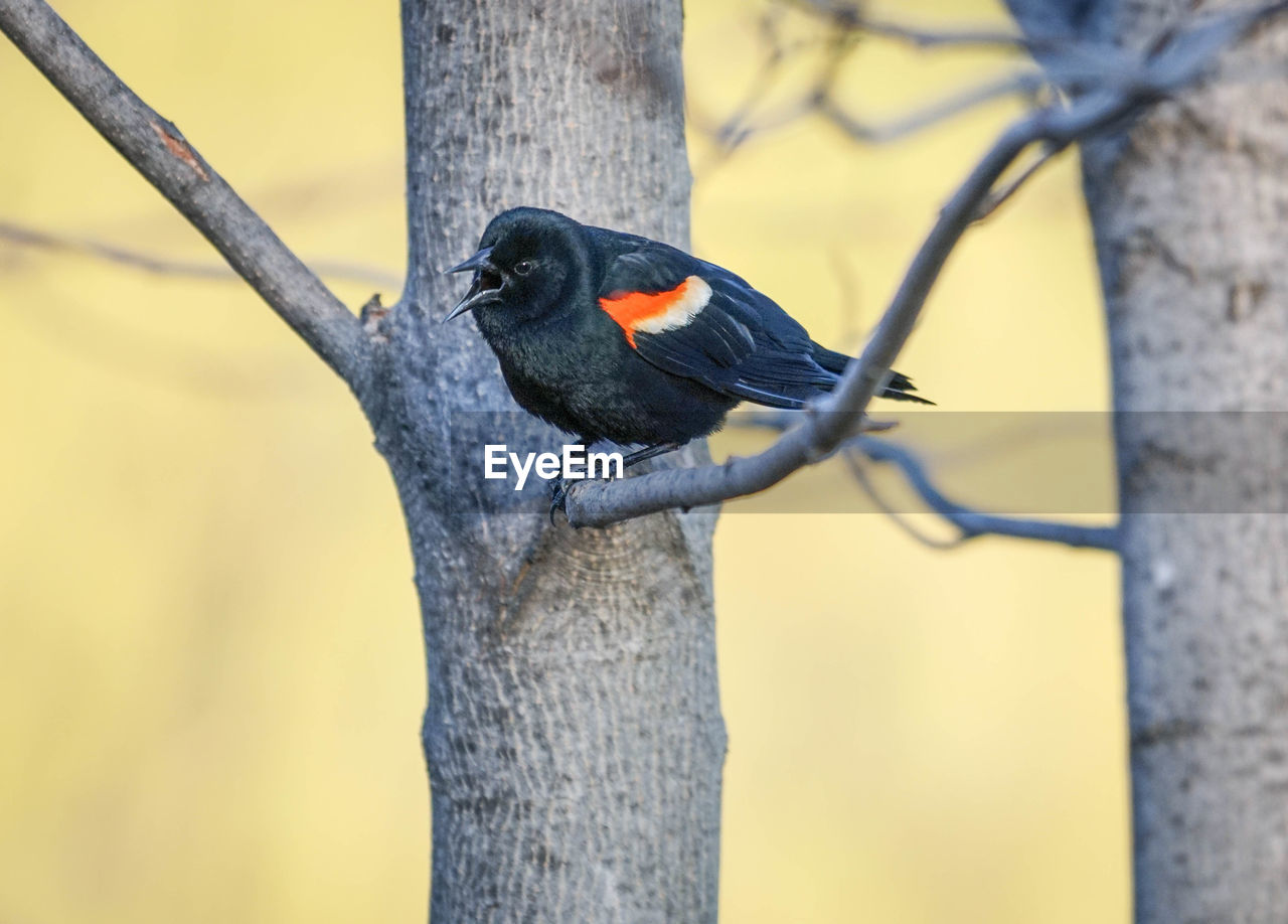 Red-winged blackbird perching on tree