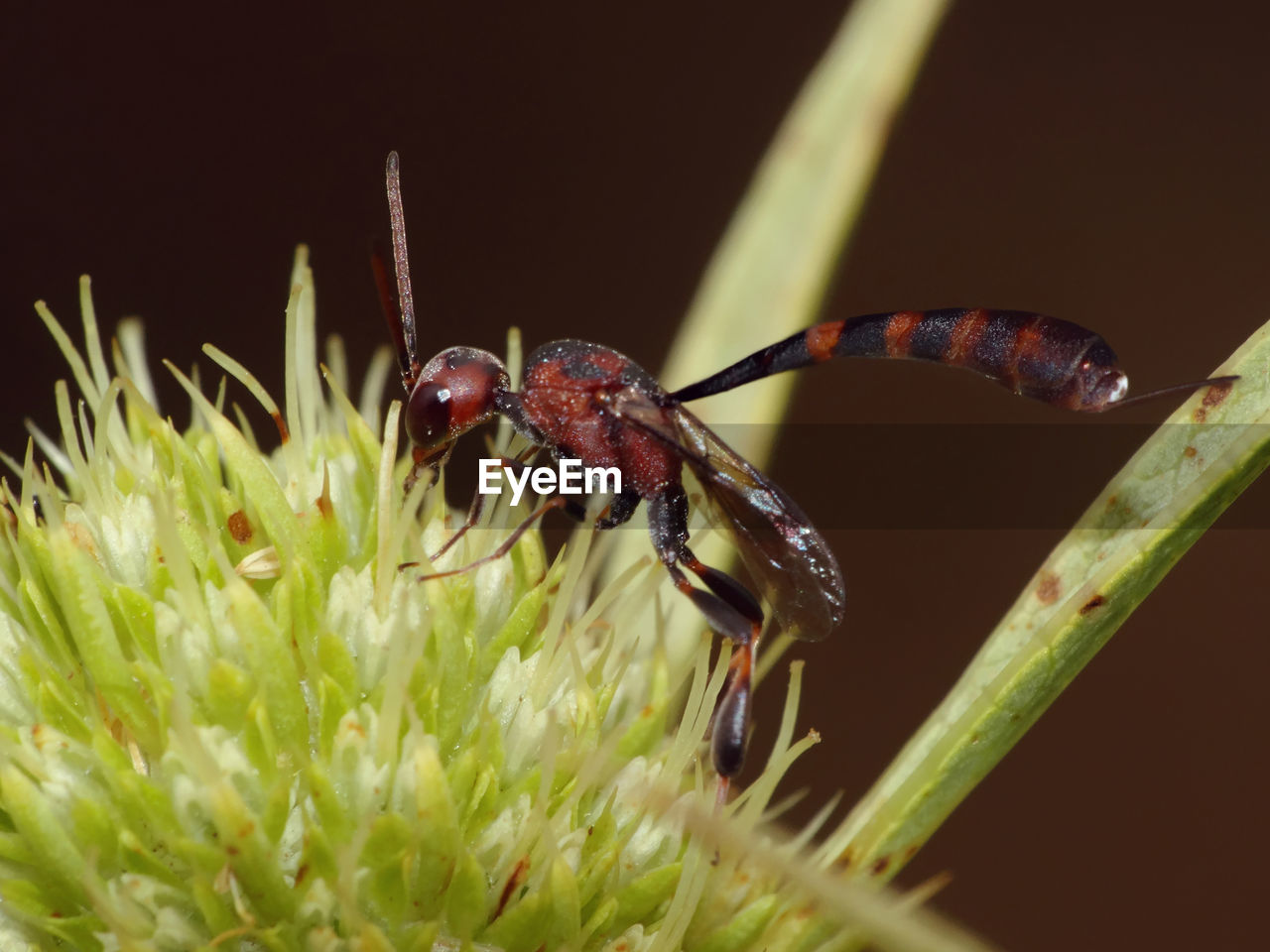 CLOSE-UP OF HOUSEFLY ON FLOWER