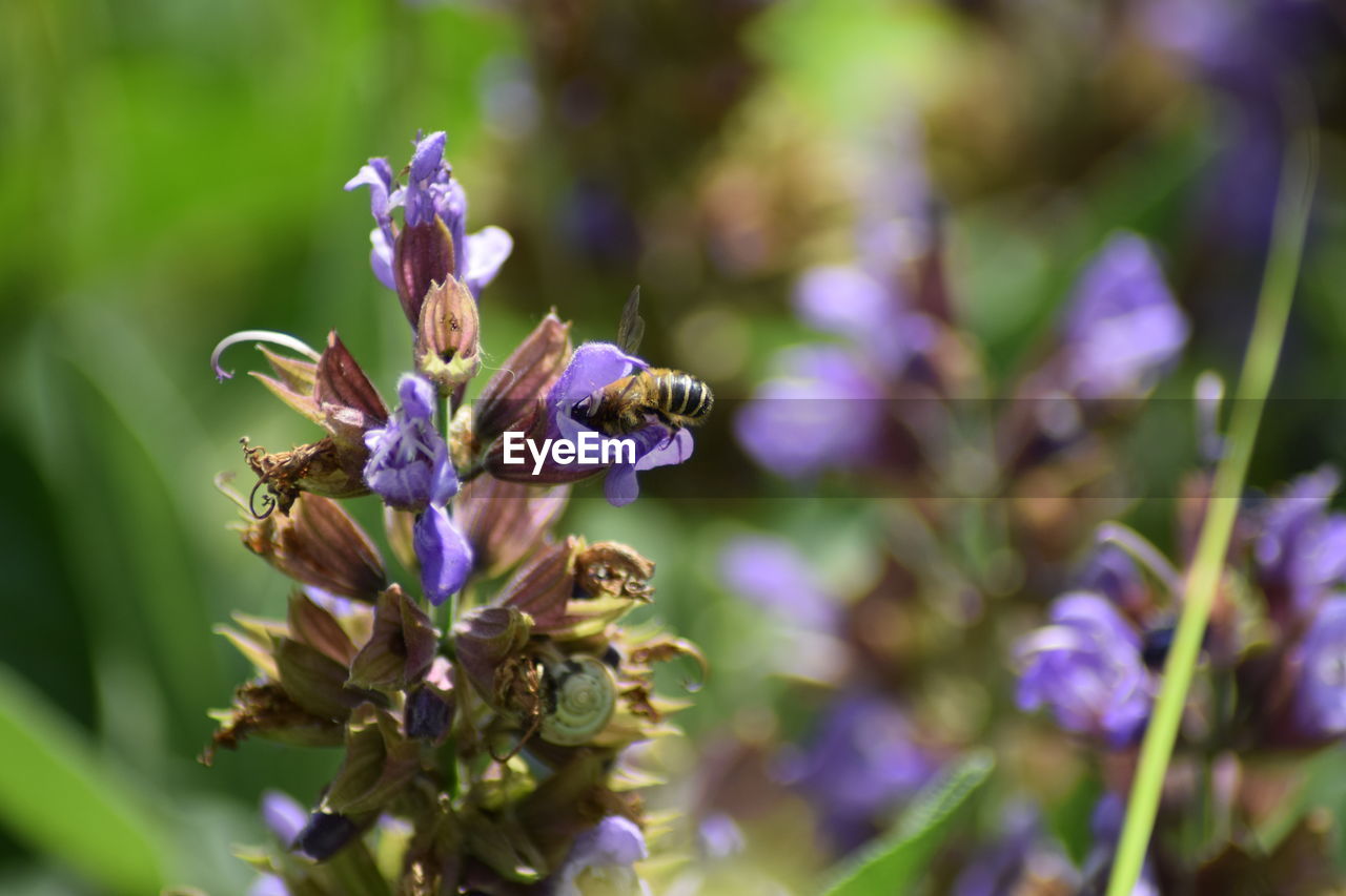 CLOSE-UP OF BEE POLLINATING ON LAVENDER