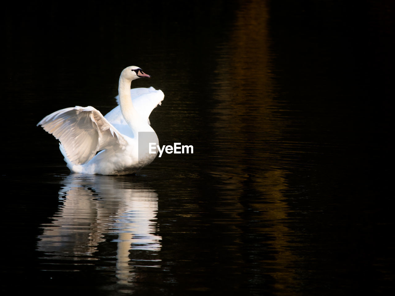 White swan with wings spread in lake, evening light reflection, cygnus olor