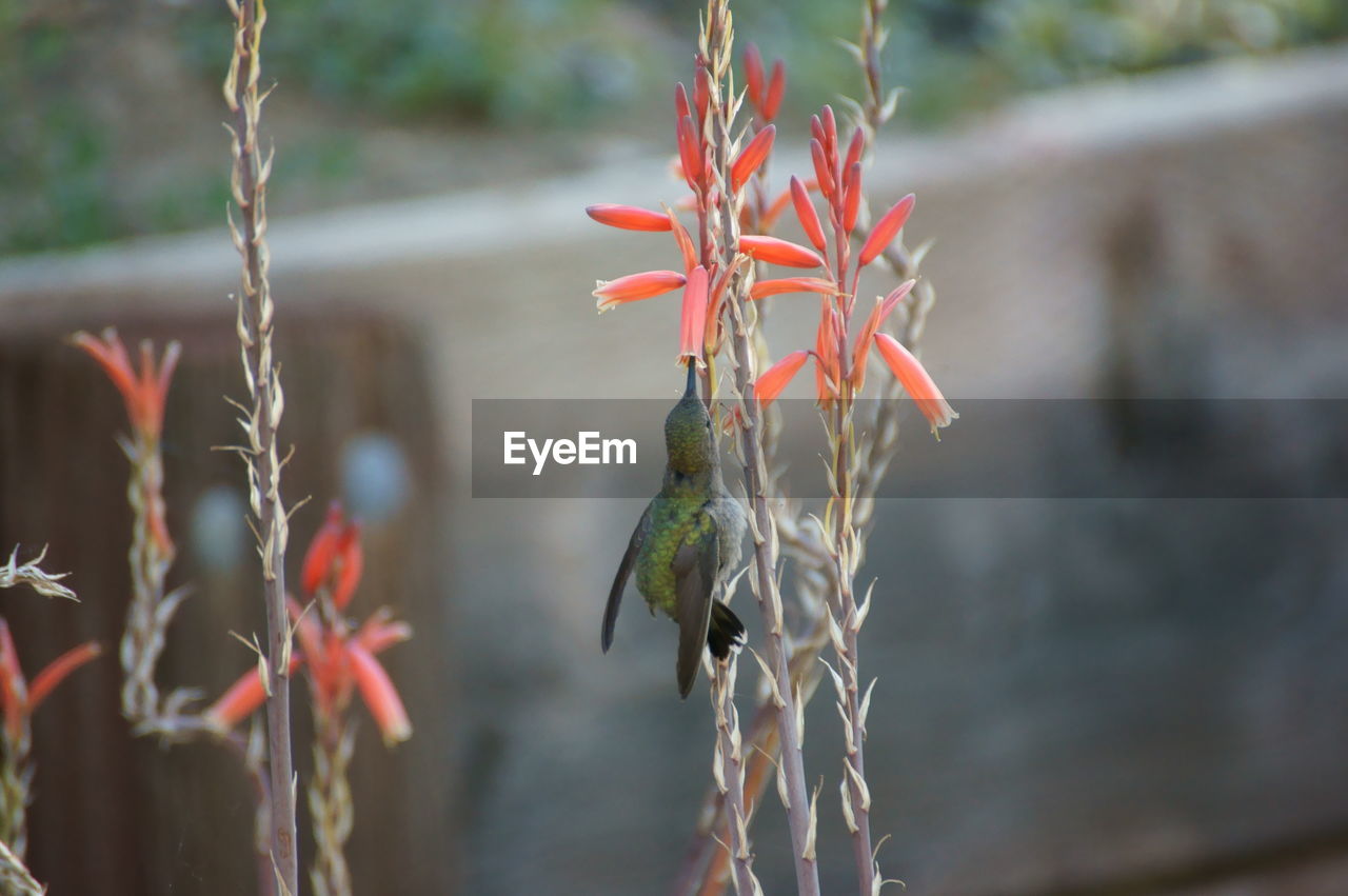 Bird on flower