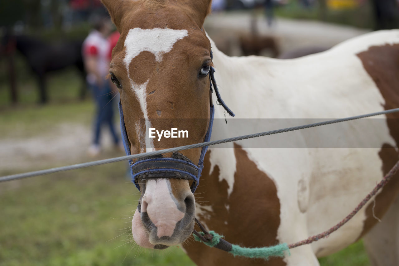 CLOSE-UP OF A HORSE IN FIELD