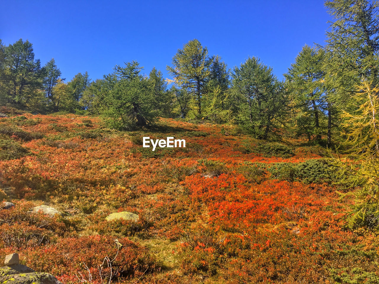 TREES IN FOREST AGAINST SKY