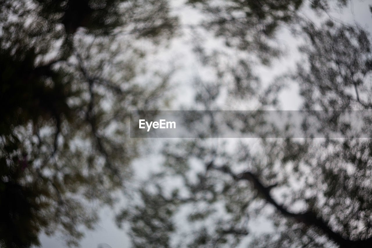 LOW ANGLE VIEW OF TREES AND PLANTS