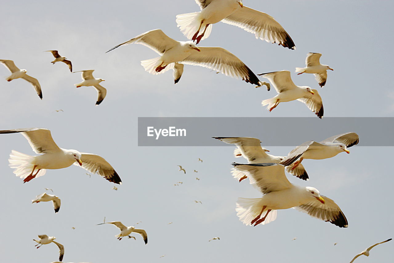 LOW ANGLE VIEW OF SEAGULLS FLYING