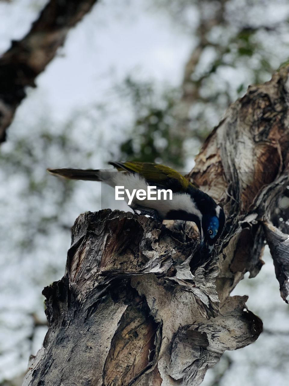 nature, tree, wildlife, winter, branch, bird, spring, animal wildlife, close-up, animal, animal themes, plant, tree trunk, trunk, focus on foreground, no people, leaf, one animal, day, outdoors, woodpecker, wood, snow, perching, flower, bark, plant bark