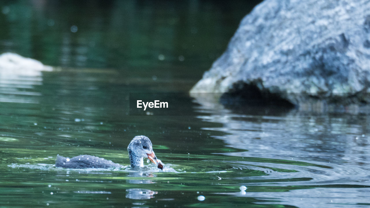 TWO DUCKS SWIMMING IN LAKE