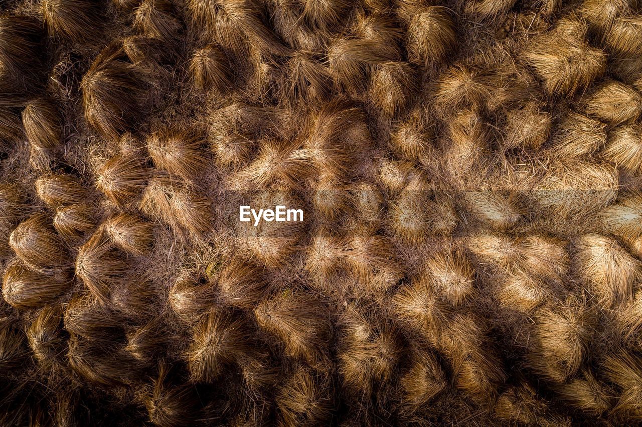 Full frame shot of animal fur