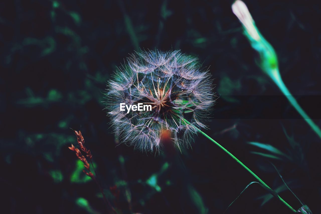 Close-up of dandelion on field