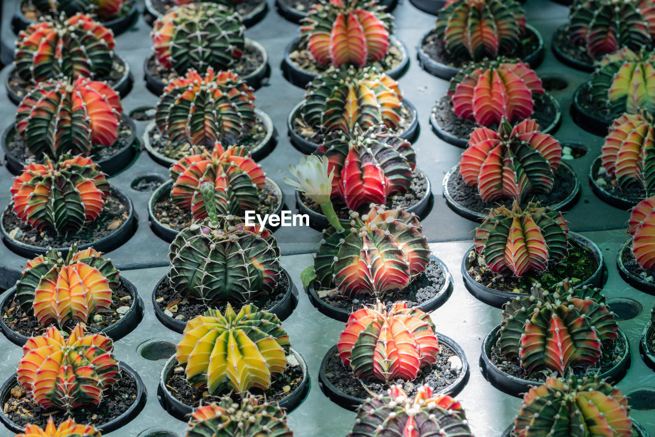 HIGH ANGLE VIEW OF SUCCULENT PLANTS AT MARKET