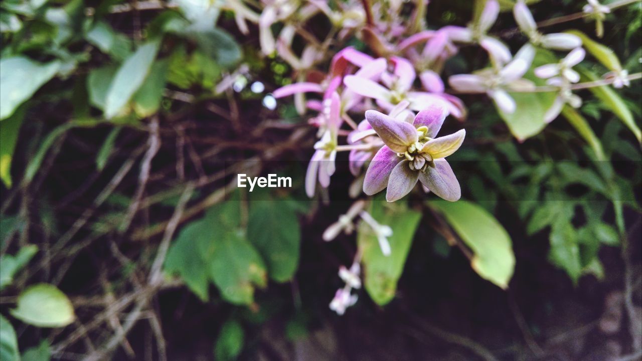 Close-up of purple flowers blooming outdoors