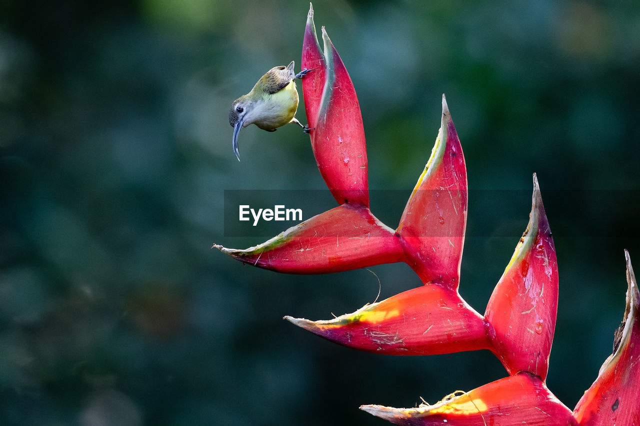 Spider hunter bird arachnothera , is feeding on a flower, it's a passerine bird