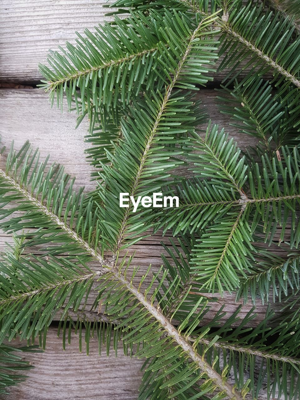 Close-up of palm tree leaves