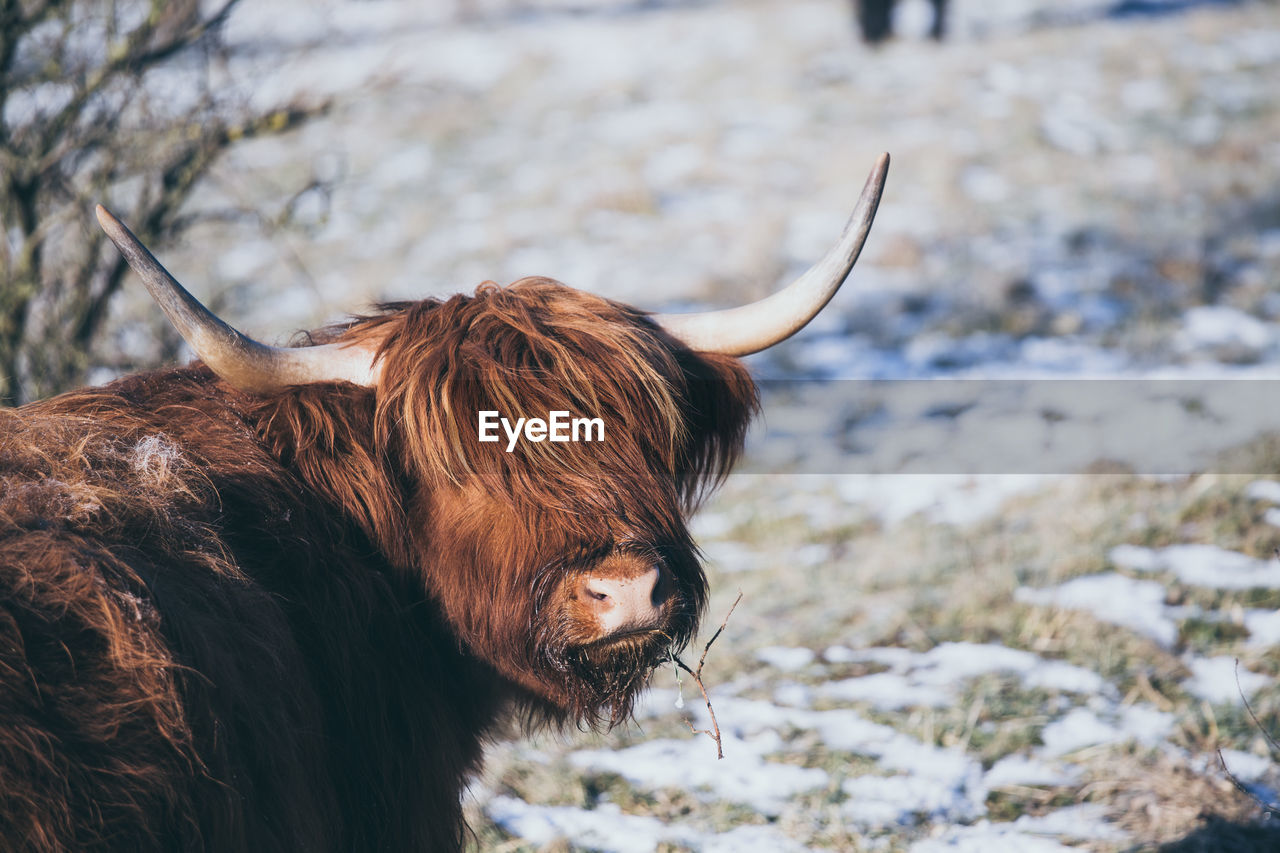 CLOSE-UP OF COW STANDING IN SNOW