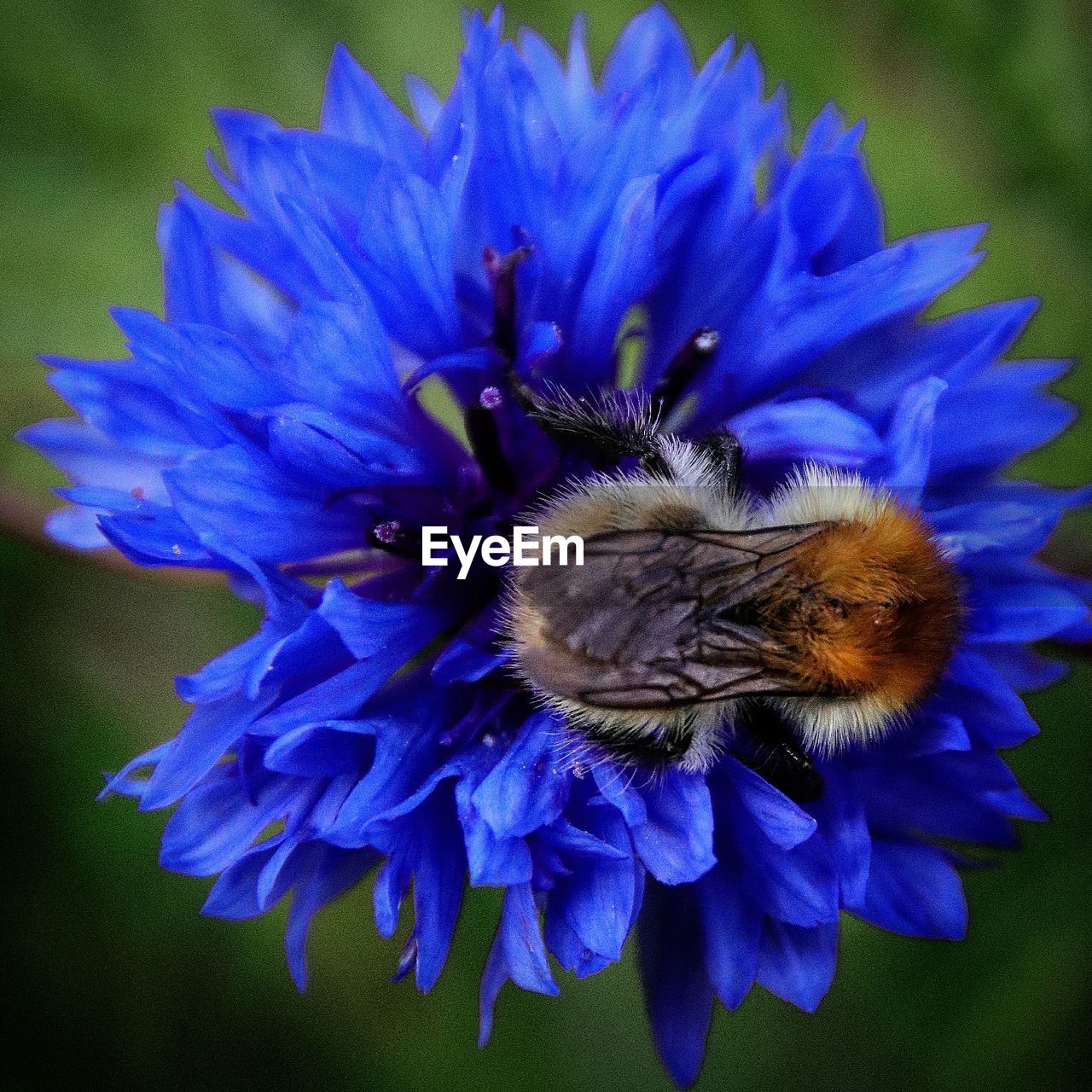 CLOSE-UP OF BUMBLEBEE POLLINATING ON PURPLE FLOWER