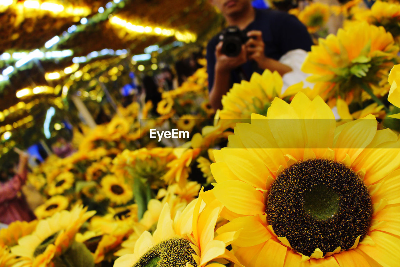 sunflower, flower, flowering plant, plant, yellow, freshness, beauty in nature, flower head, nature, growth, sunflower seed, petal, fragility, inflorescence, floristry, close-up, bouquet, adult, outdoors, focus on foreground, pollen