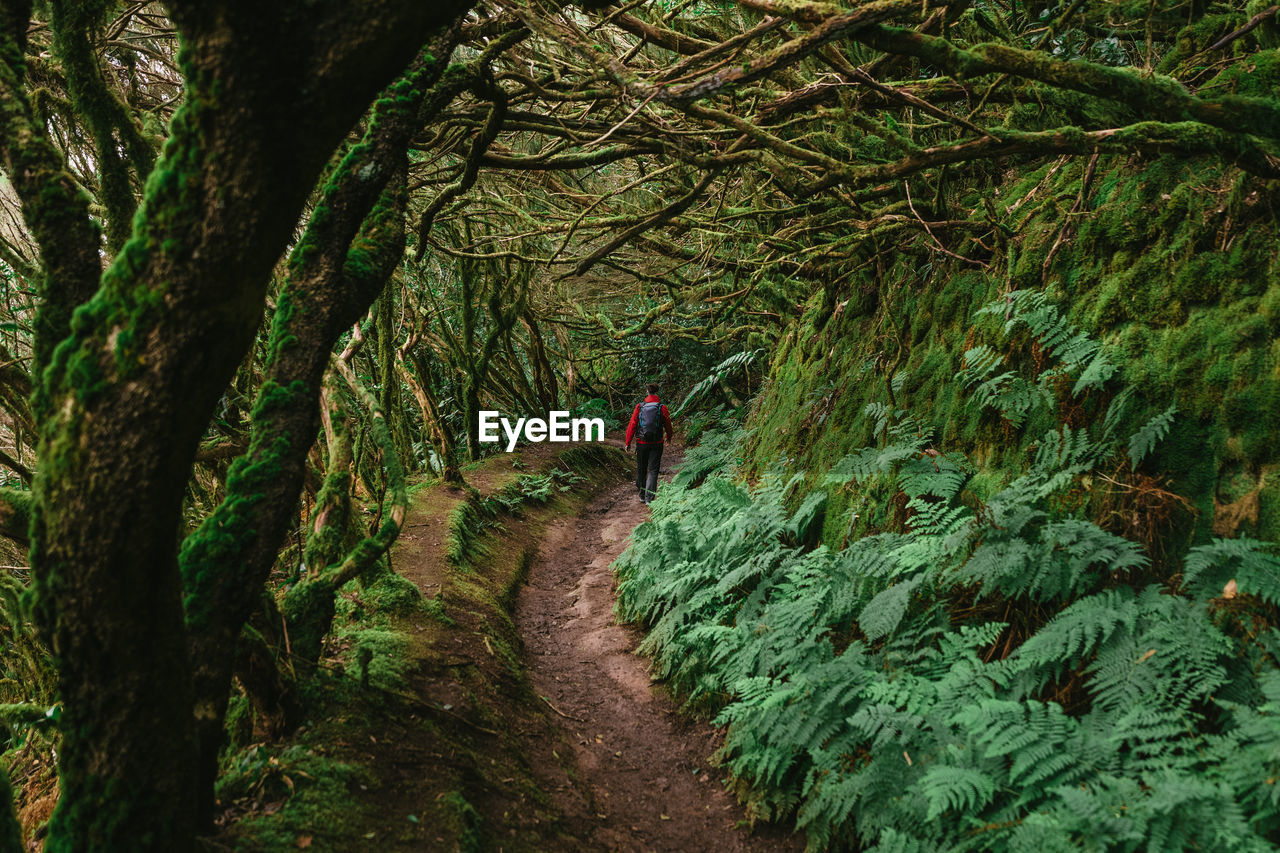 Woman walking through laurel fairytale forest laurisilva on tenerife, spain