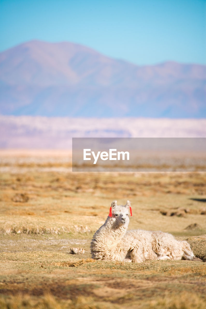 View of alpaca sitting on land