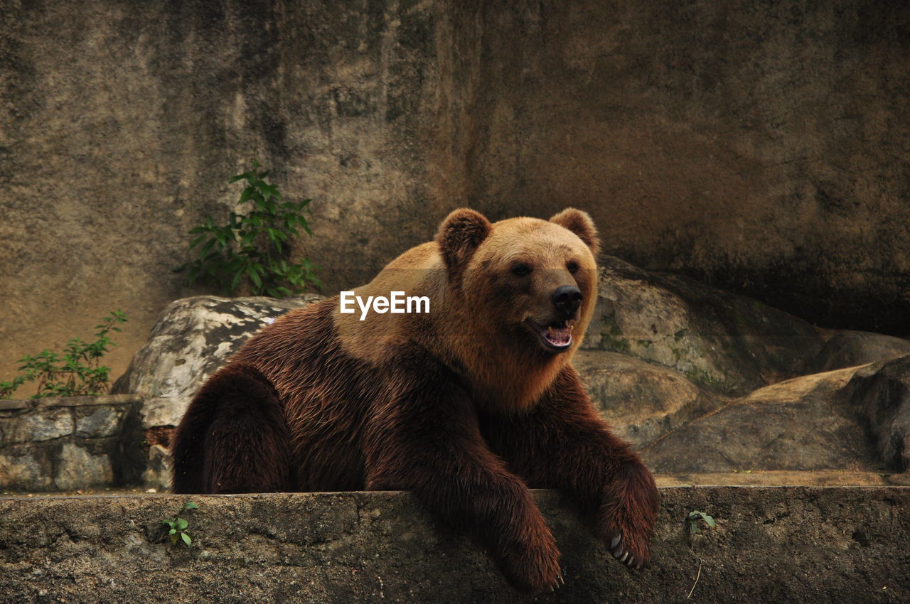 Bear sitting at zoo
