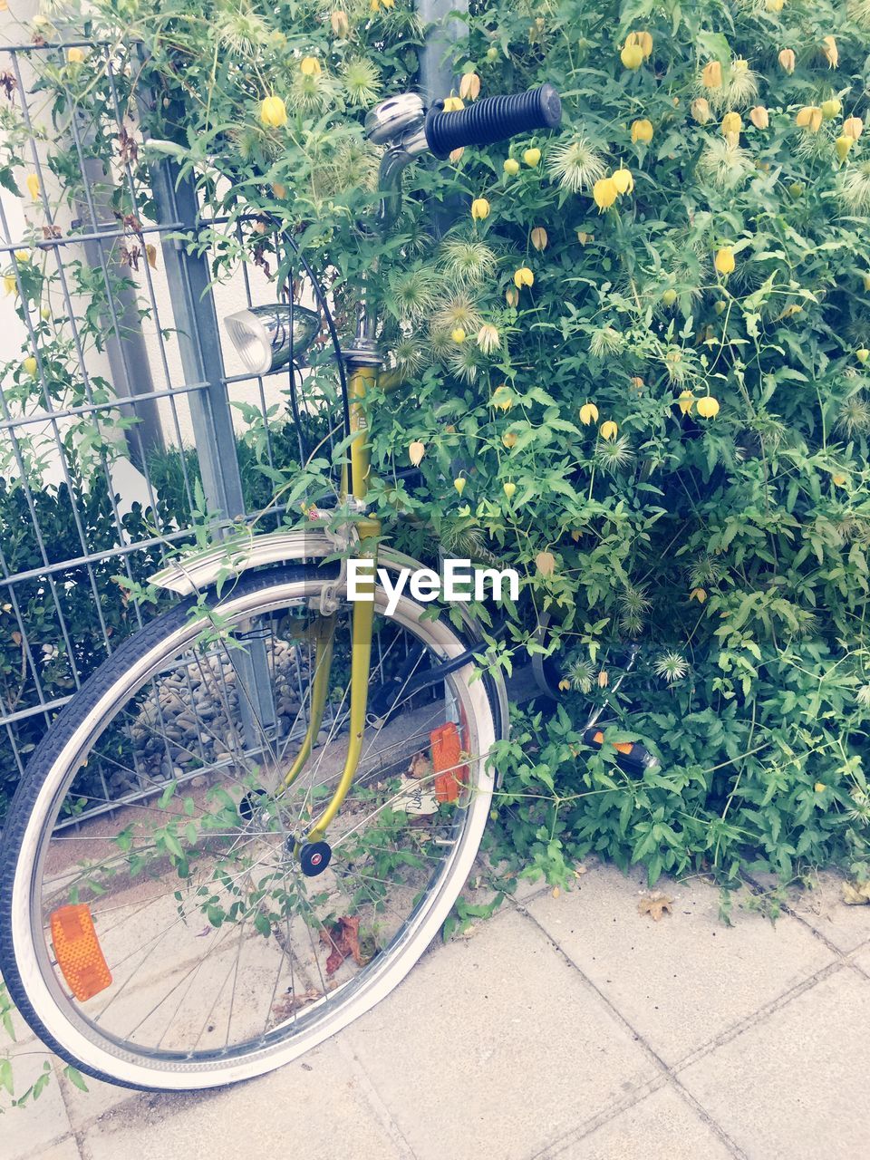 BICYCLE BY TREES