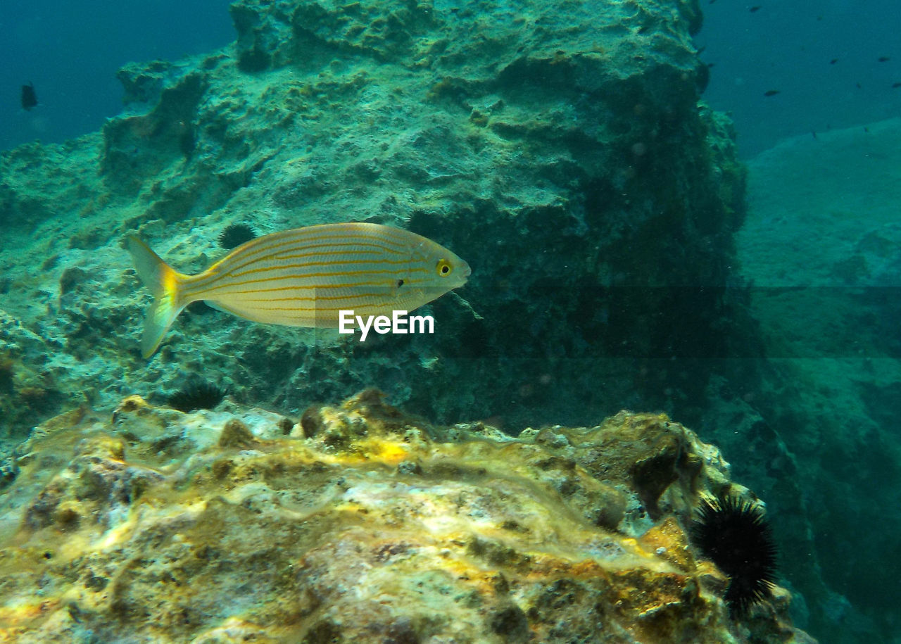 Fish swimming in sea