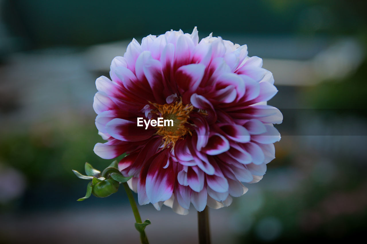 flower, flowering plant, plant, beauty in nature, freshness, close-up, petal, flower head, fragility, macro photography, inflorescence, nature, focus on foreground, dahlia, pink, growth, plant stem, no people, blossom, pollen, outdoors, yellow, day
