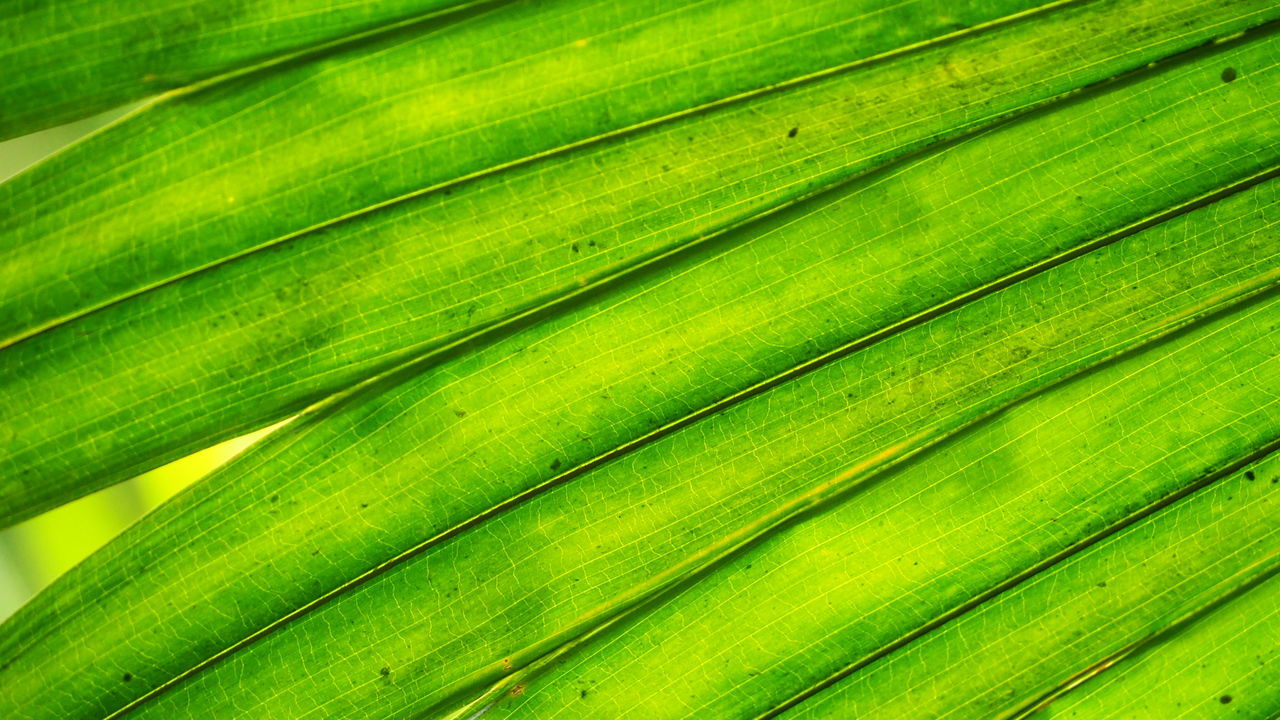 Full frame shot of leaf