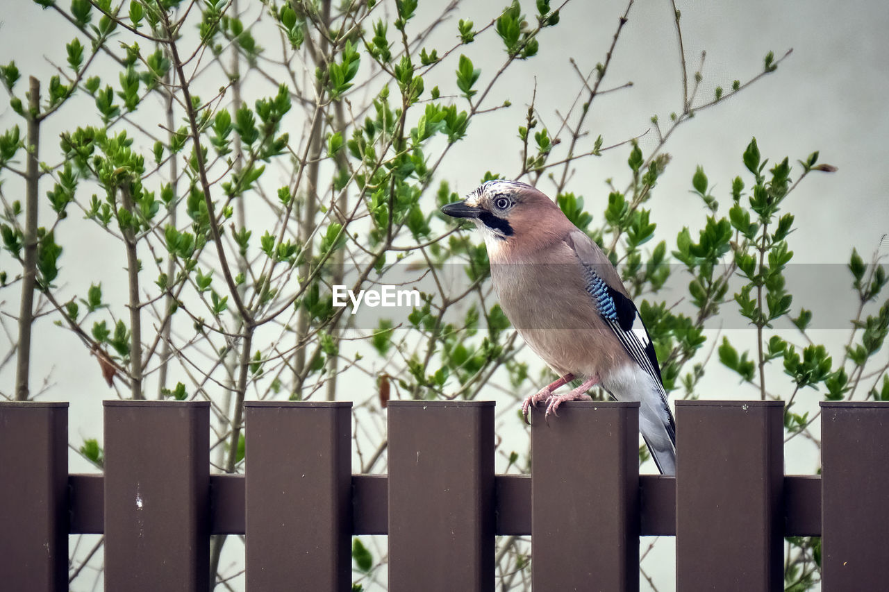 PIGEON PERCHING ON A FENCE